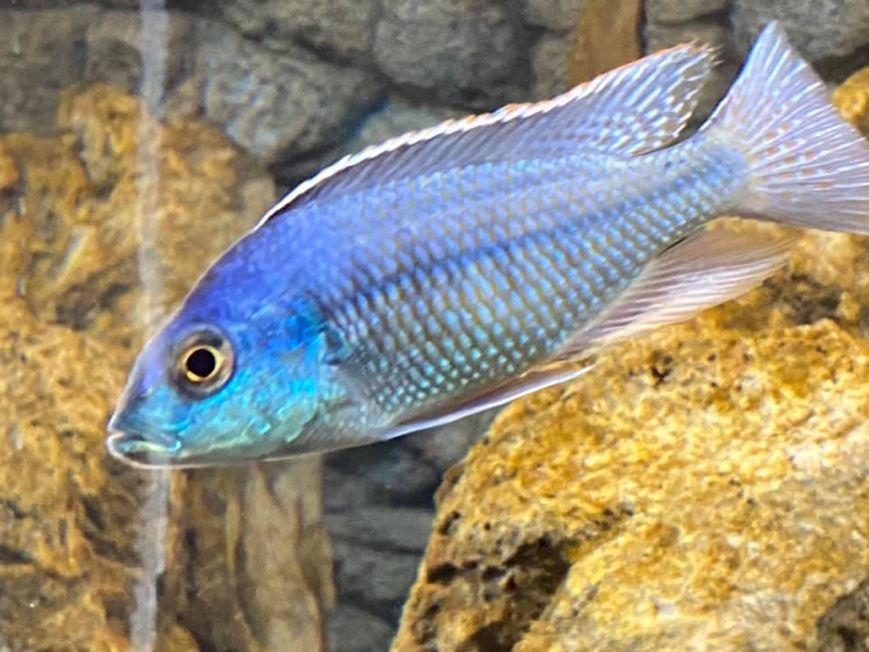 Protomelas marginatus